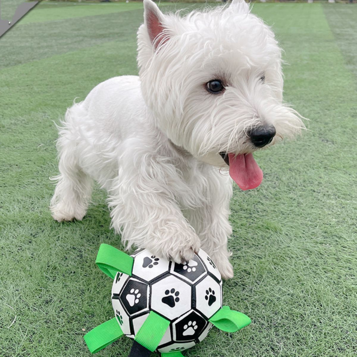 💙🔥 The New Fun Doggo Ball - Best Interactive Dog Toy (Free Shipping)